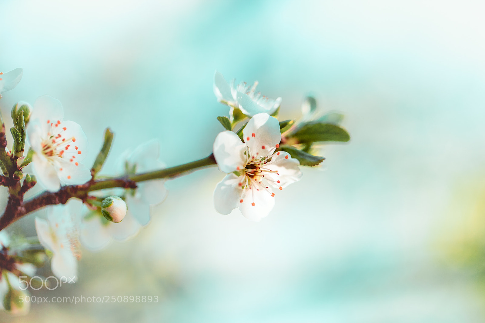 Canon EOS 5D Mark II sample photo. Flor del ciruelo photography