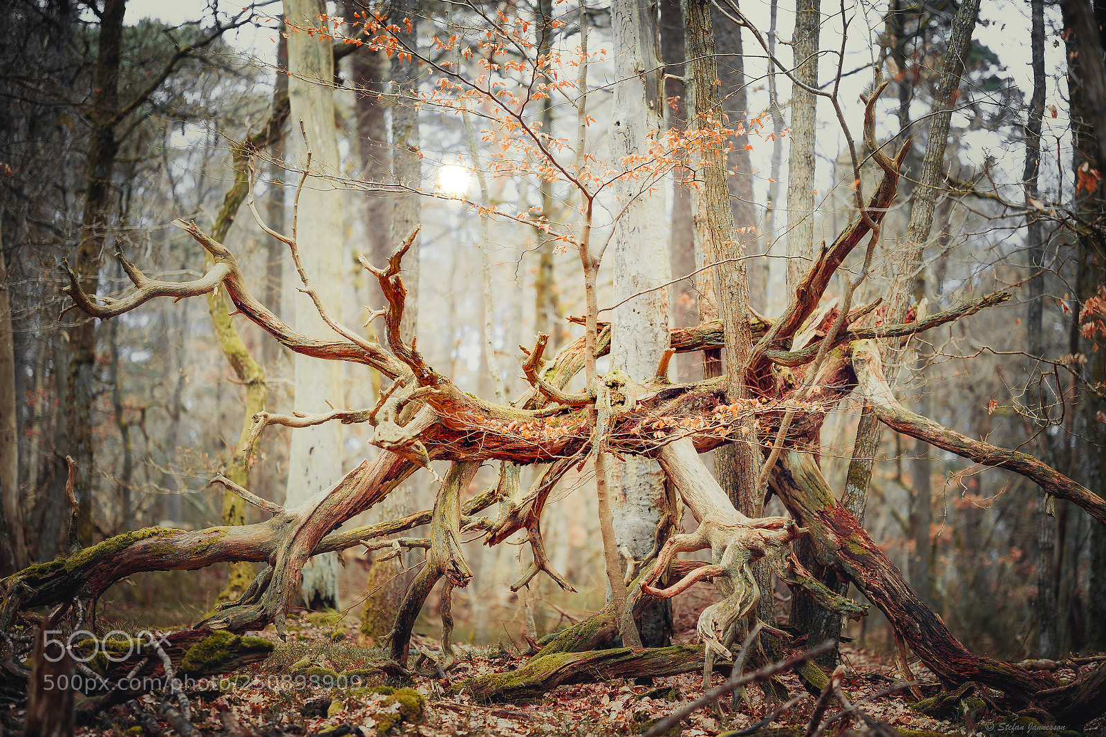 Canon EOS 5DS R sample photo. There's no neutral ground photography