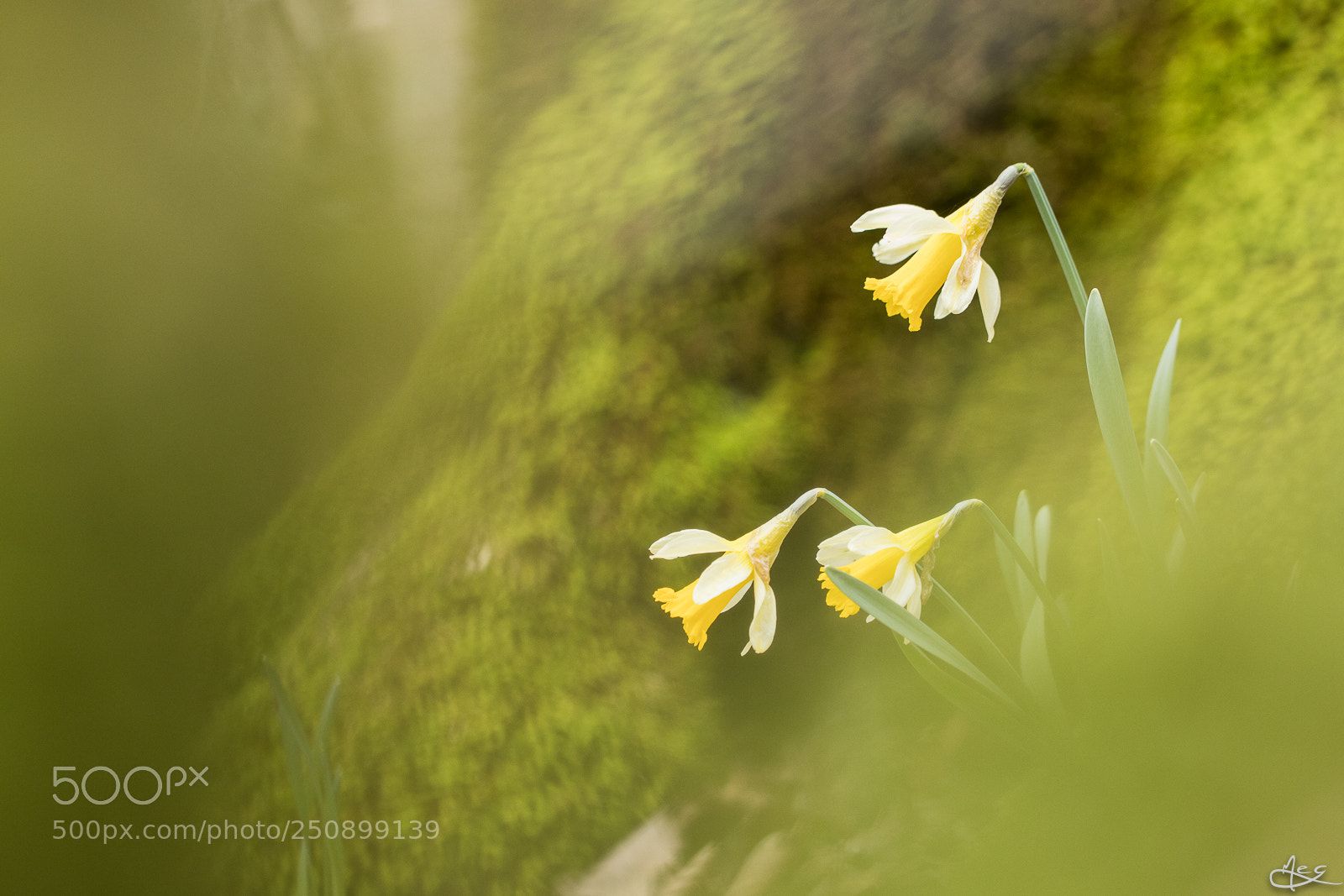 Canon EOS 6D Mark II sample photo. Dans les sous-bois photography
