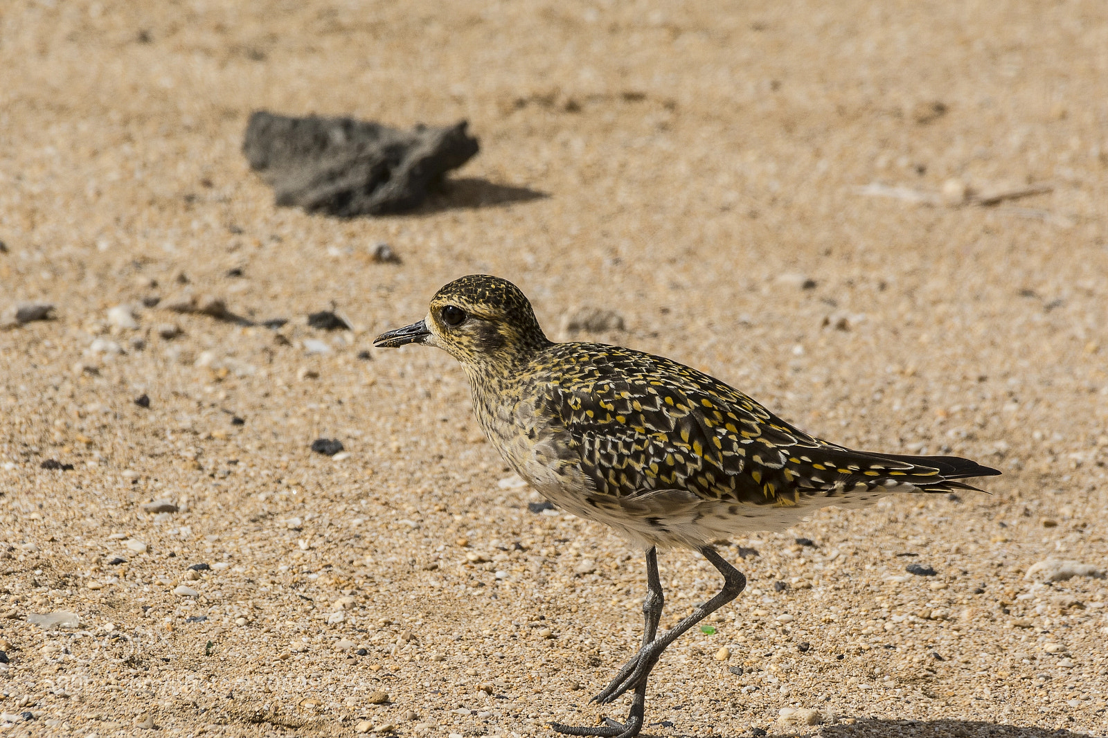Nikon D7100 sample photo. Pacific golden plover photography