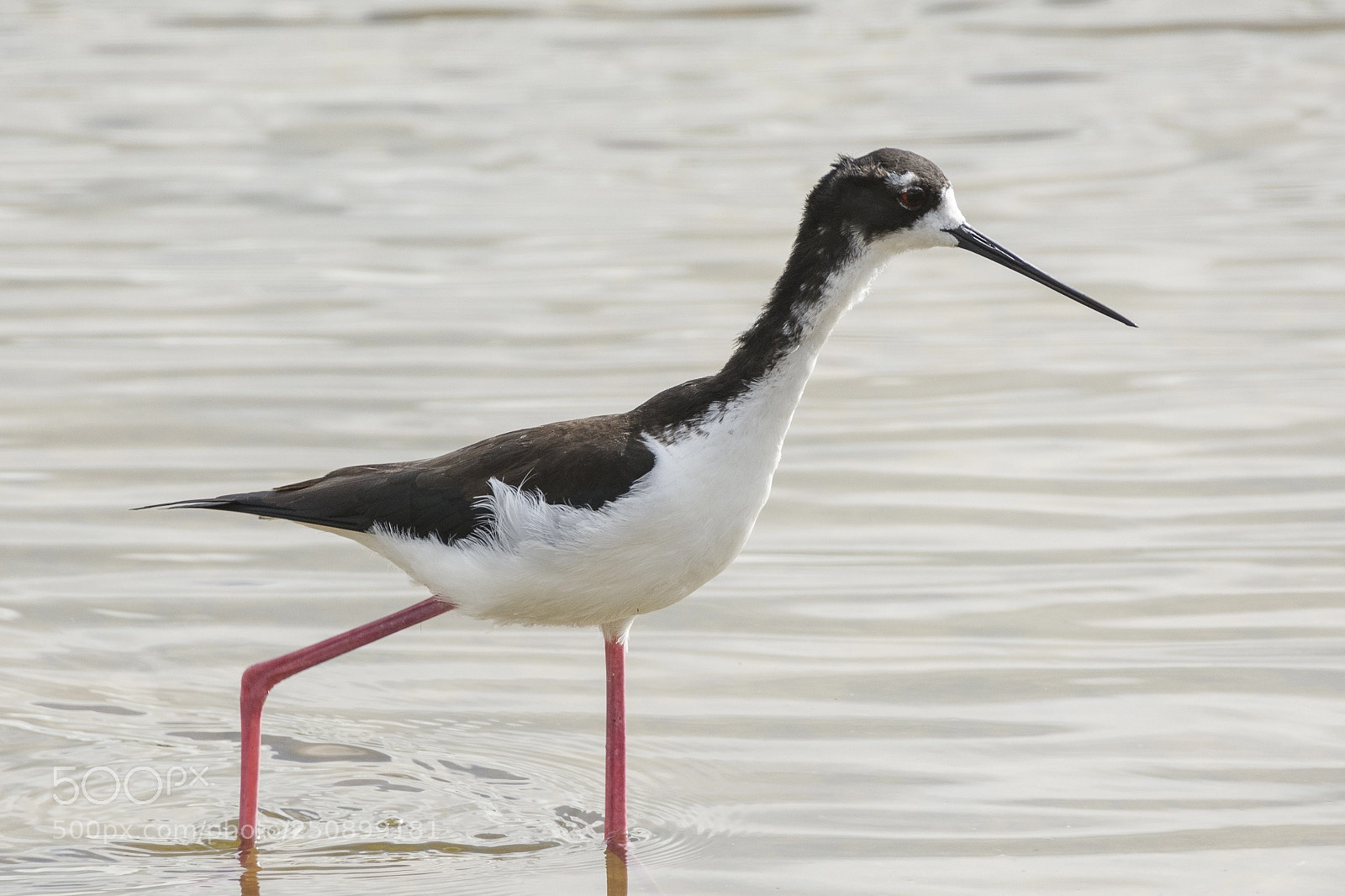 Nikon D7100 sample photo. Hawaiian black-necked stilt photography