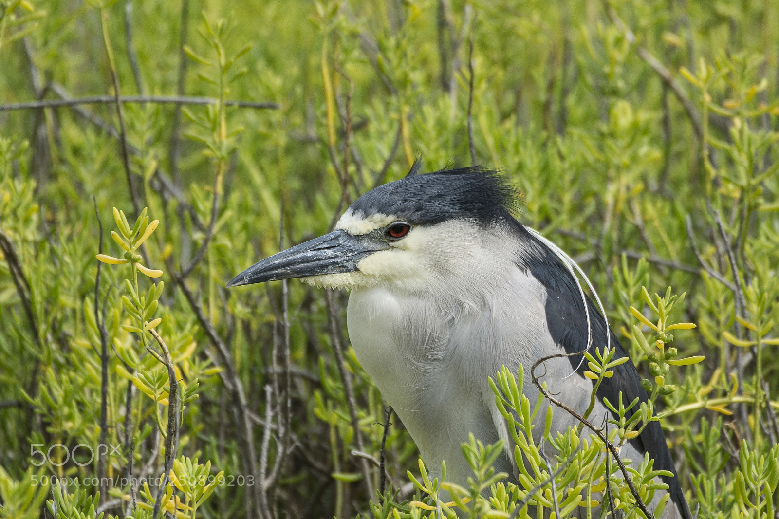 Nikon D7100 sample photo. Black-crowned night heron photography