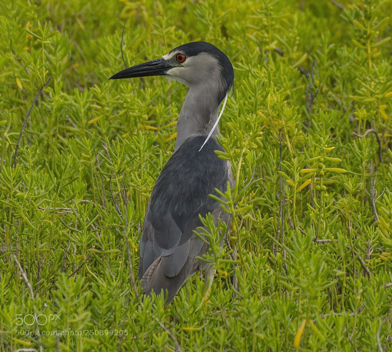 Nikon D7100 sample photo. Black-crowned night heron photography