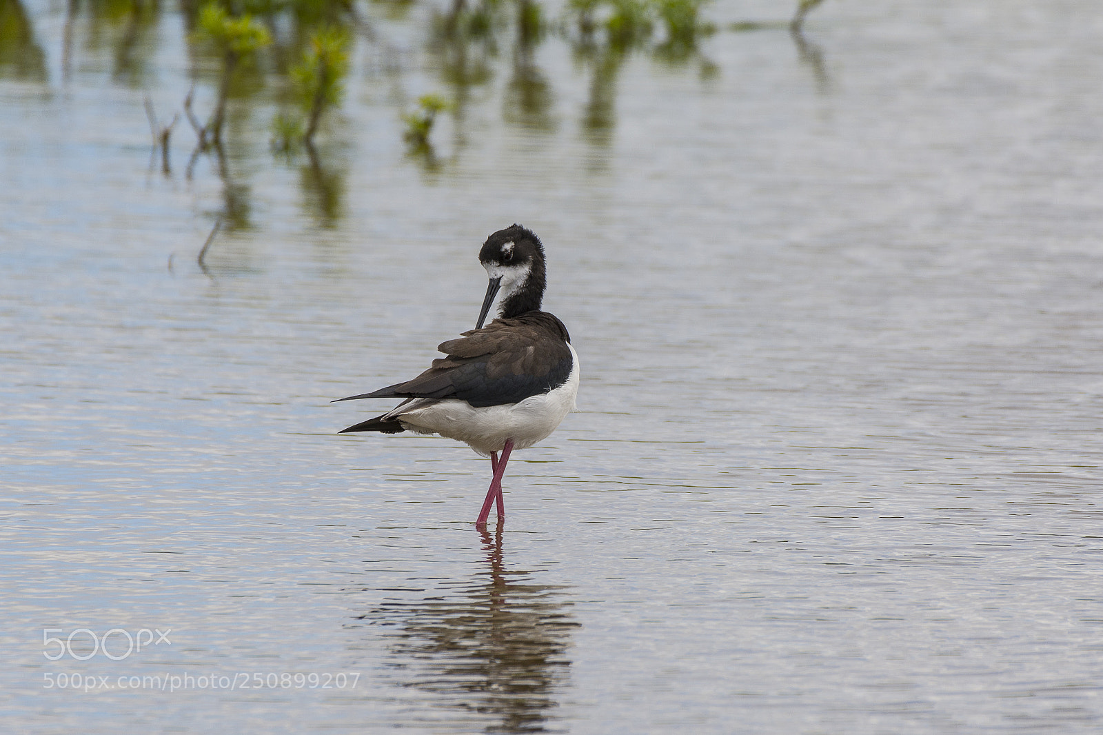 Nikon D7100 sample photo. Hawaiian black-necked stilt photography