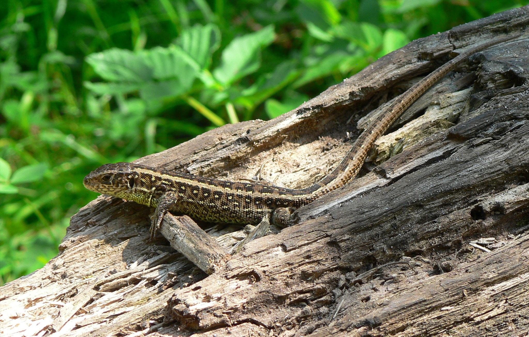 Panasonic DMC-FZ5 sample photo. Small lizard. photography