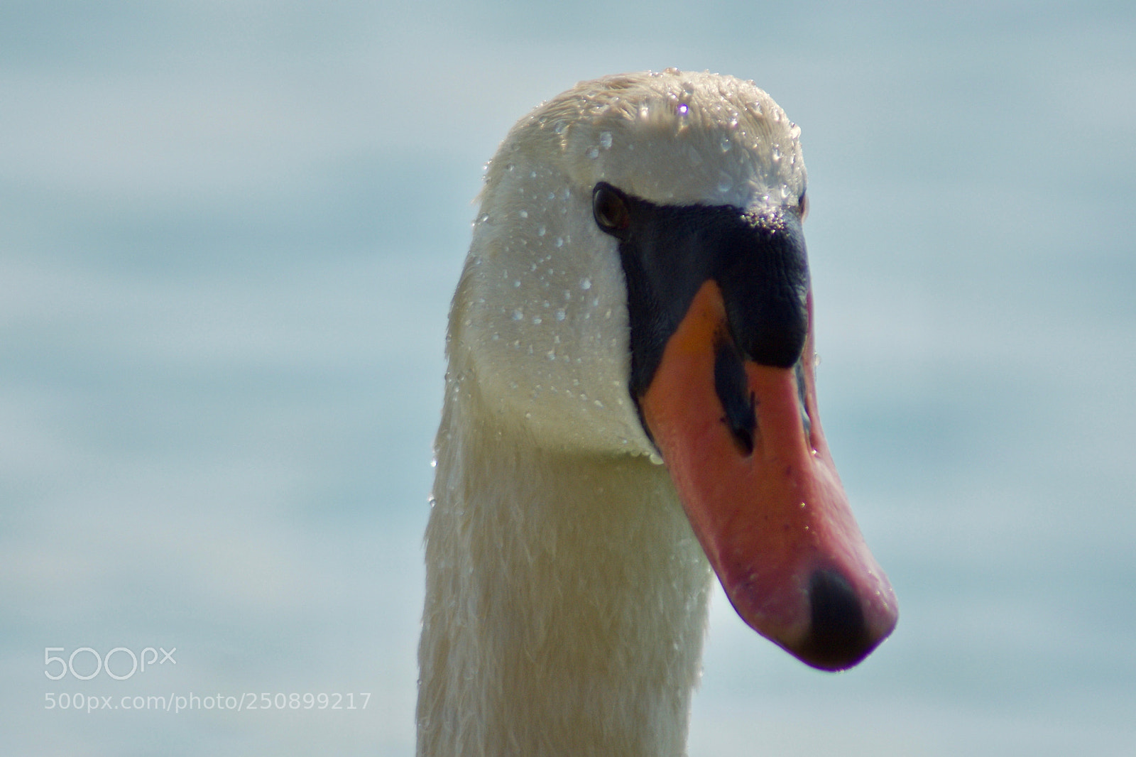 Nikon D7200 sample photo. Swan close-up photography