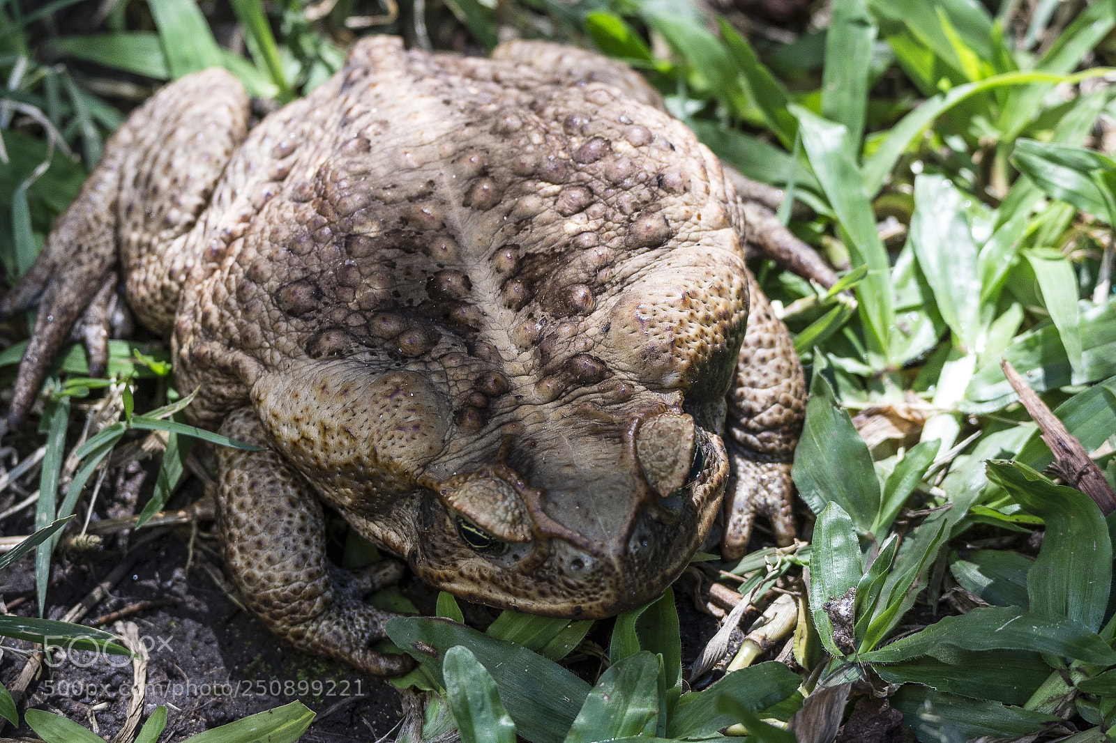 Nikon D7100 sample photo. Marine toad (cane toad) photography