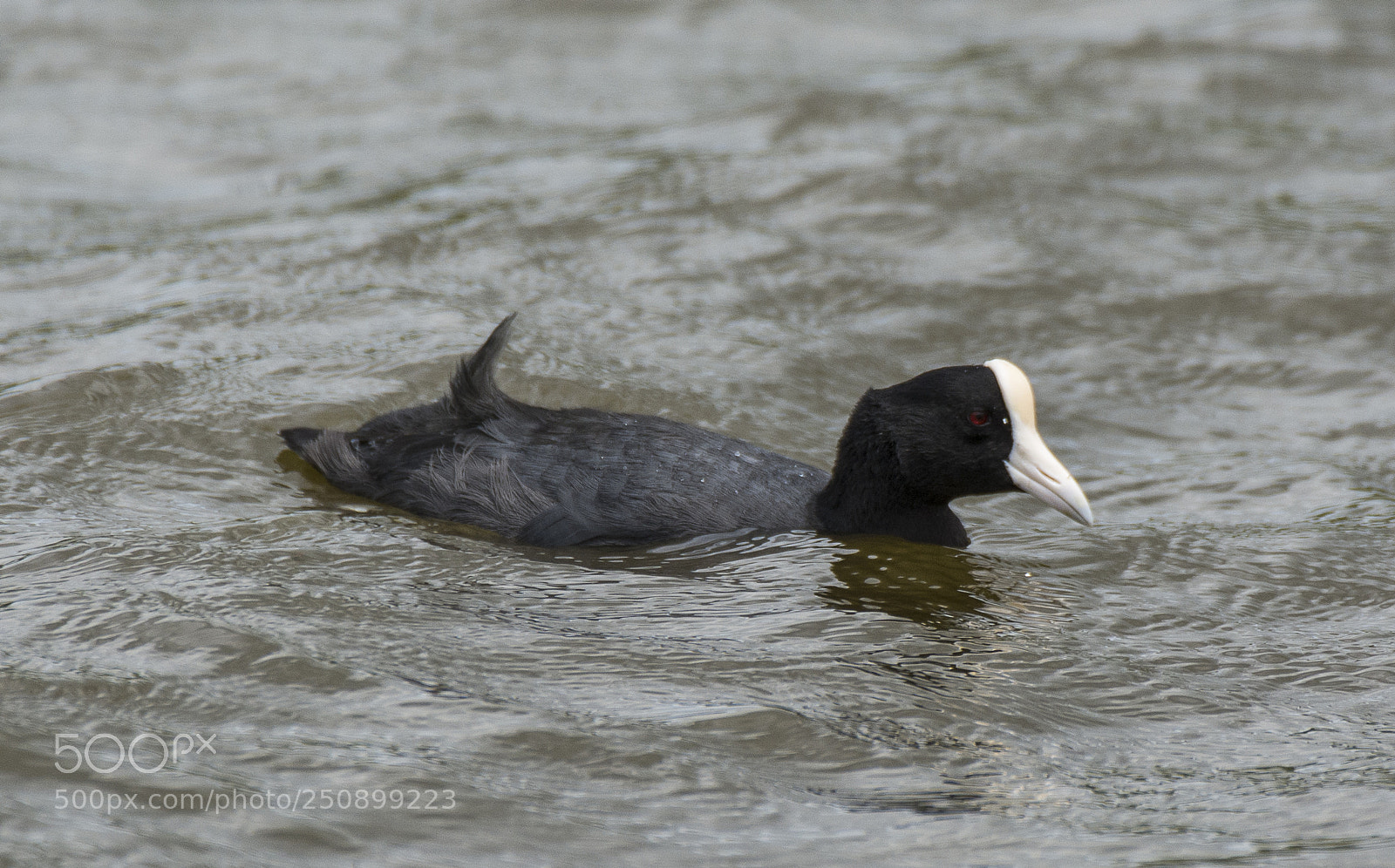 Nikon D7100 sample photo. Hawaiian coot photography
