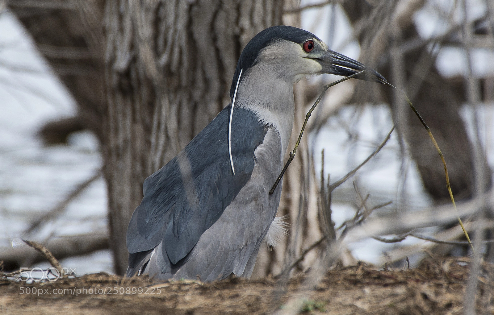 Nikon D7100 sample photo. Black-crowned night heron photography