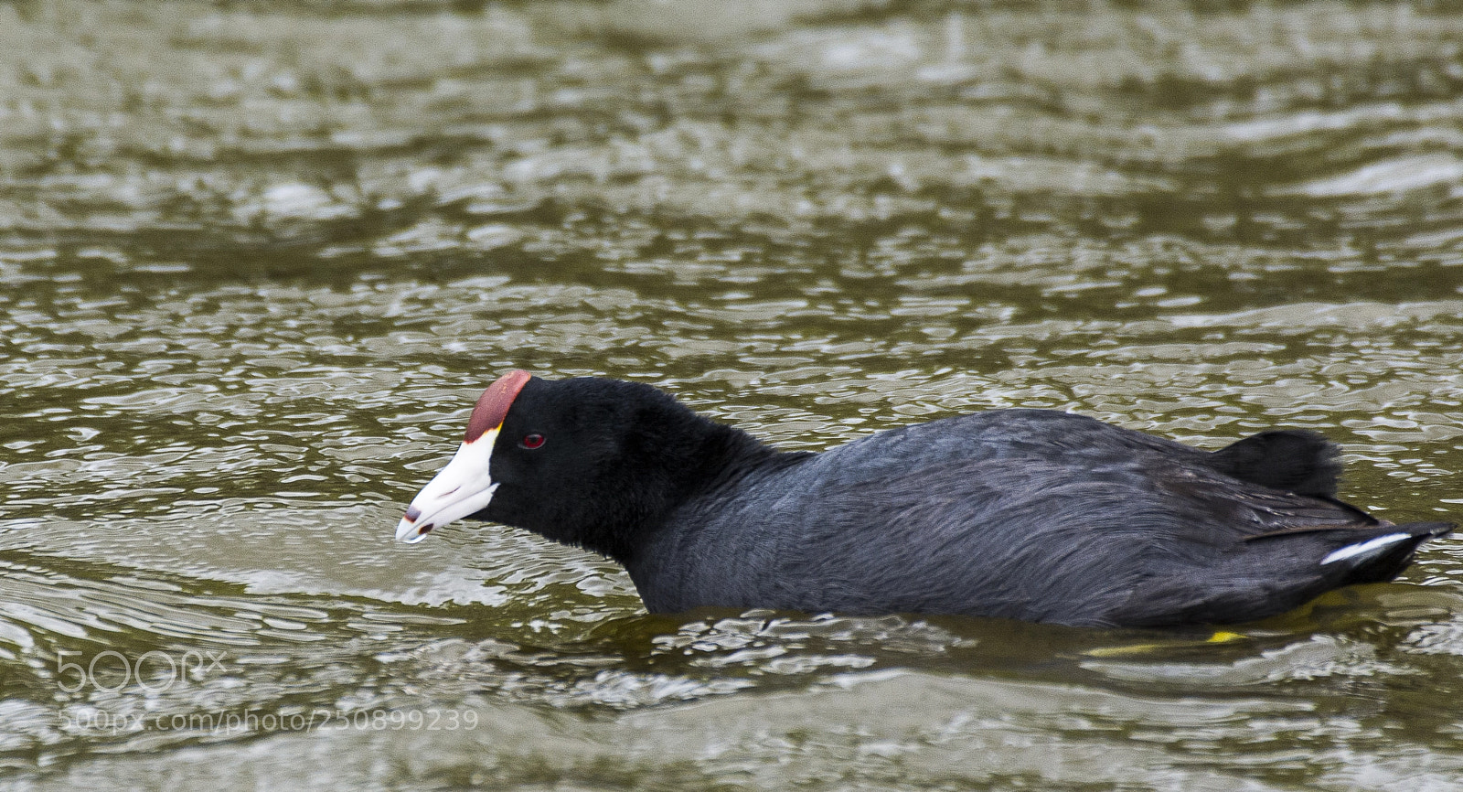 Nikon D7100 sample photo. Hawaiian coot photography