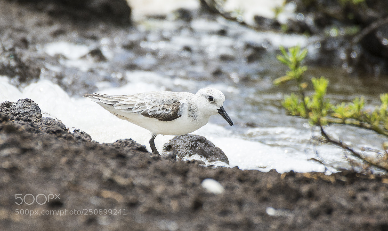 Nikon D7100 sample photo. Sanderling photography