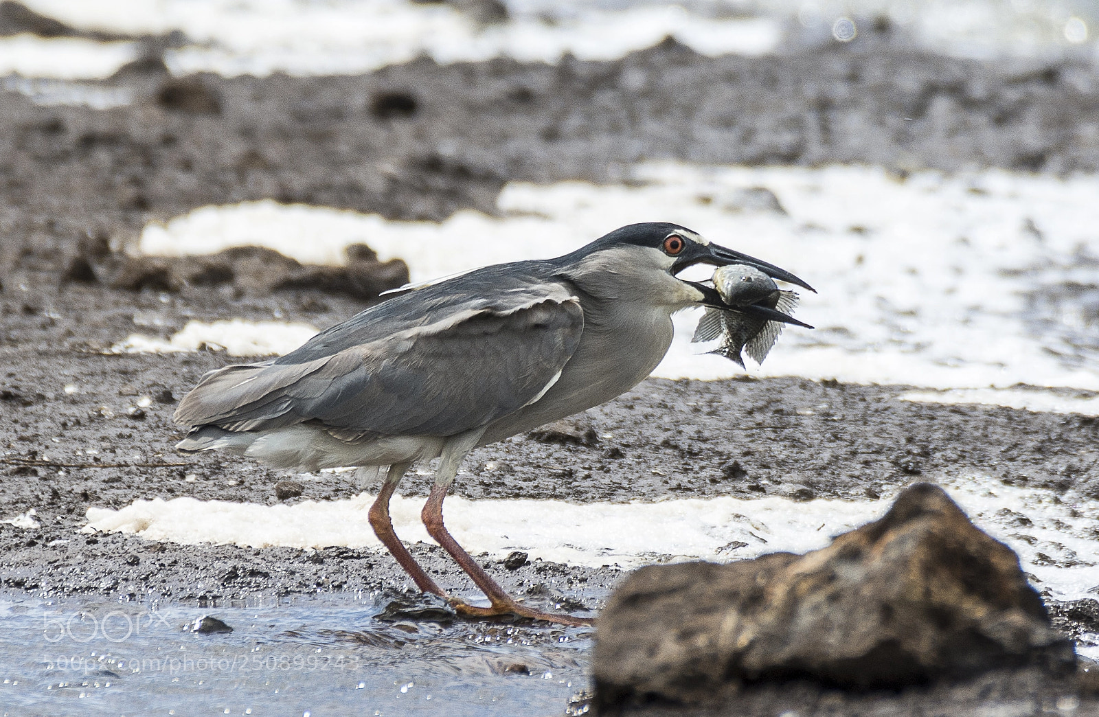 Nikon D7100 sample photo. Black-crowned hight heron photography