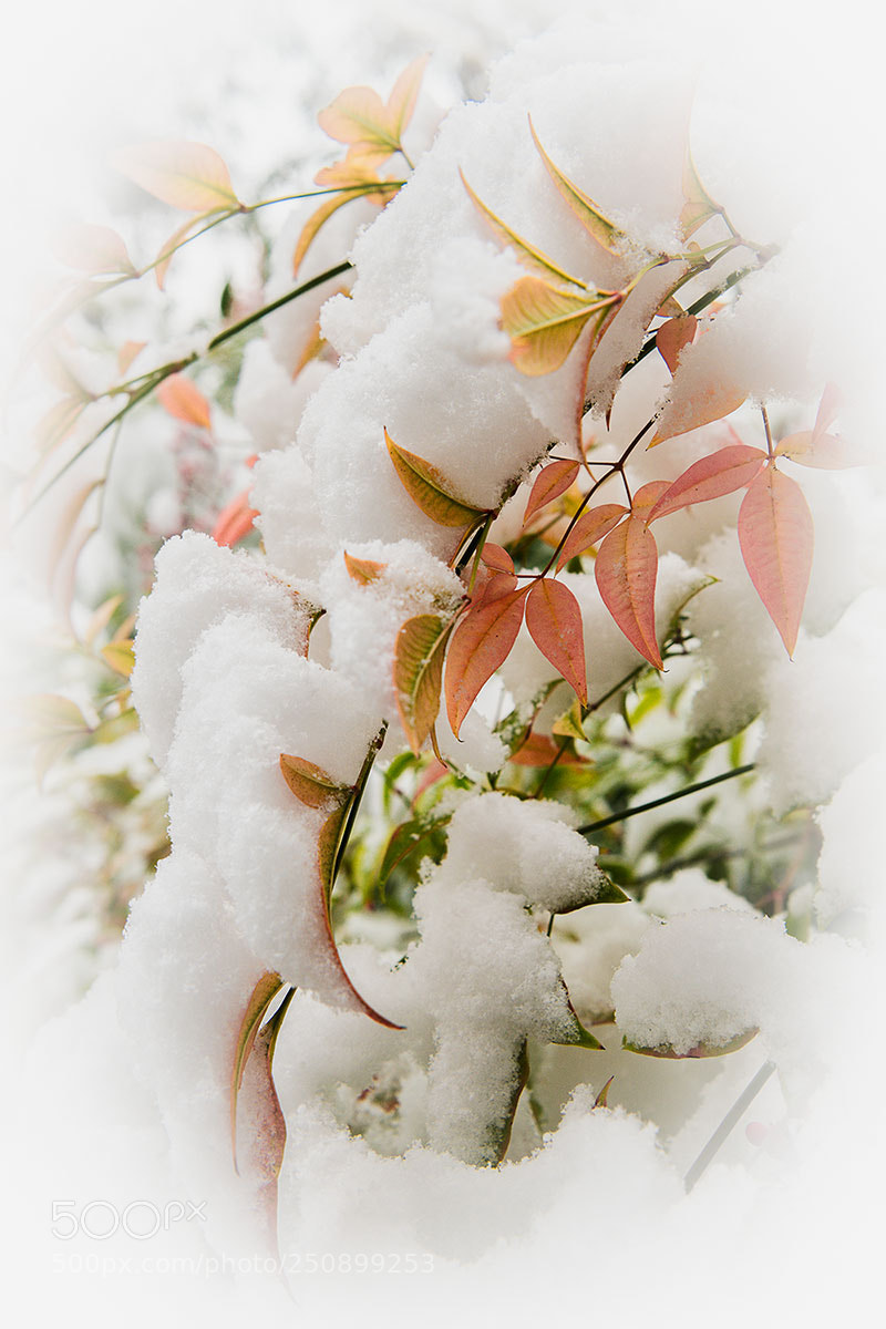 Nikon D850 sample photo. Snowy leaves photography