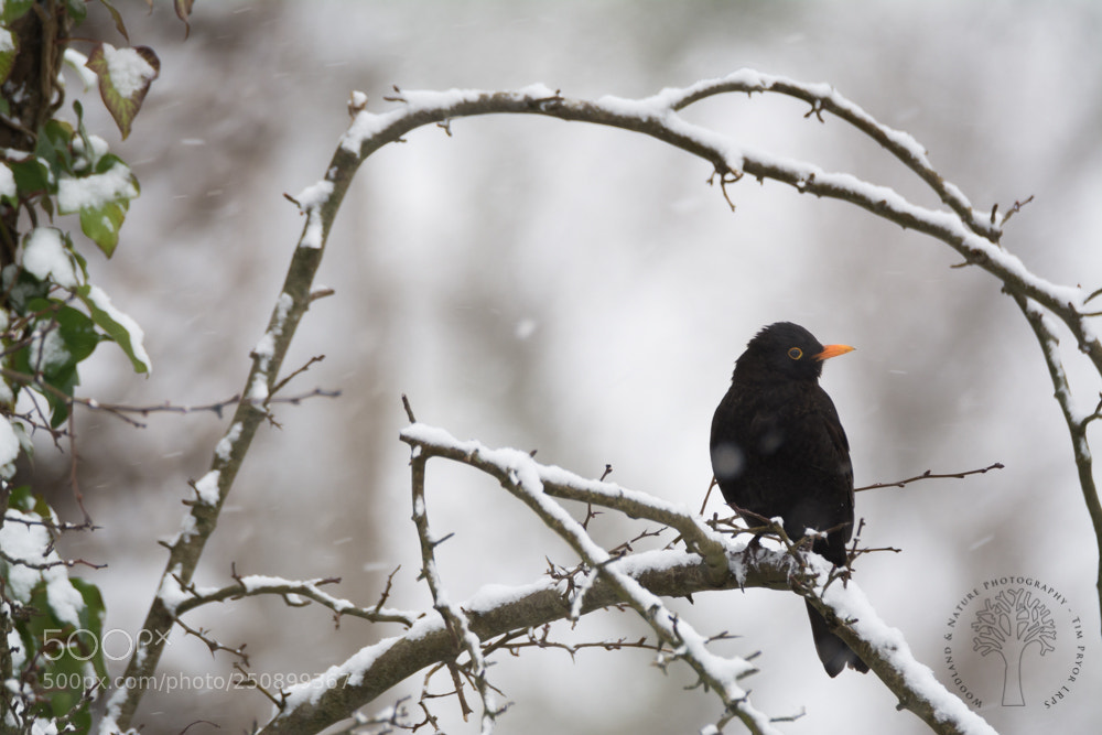 Nikon D7100 sample photo. Blackbird photography