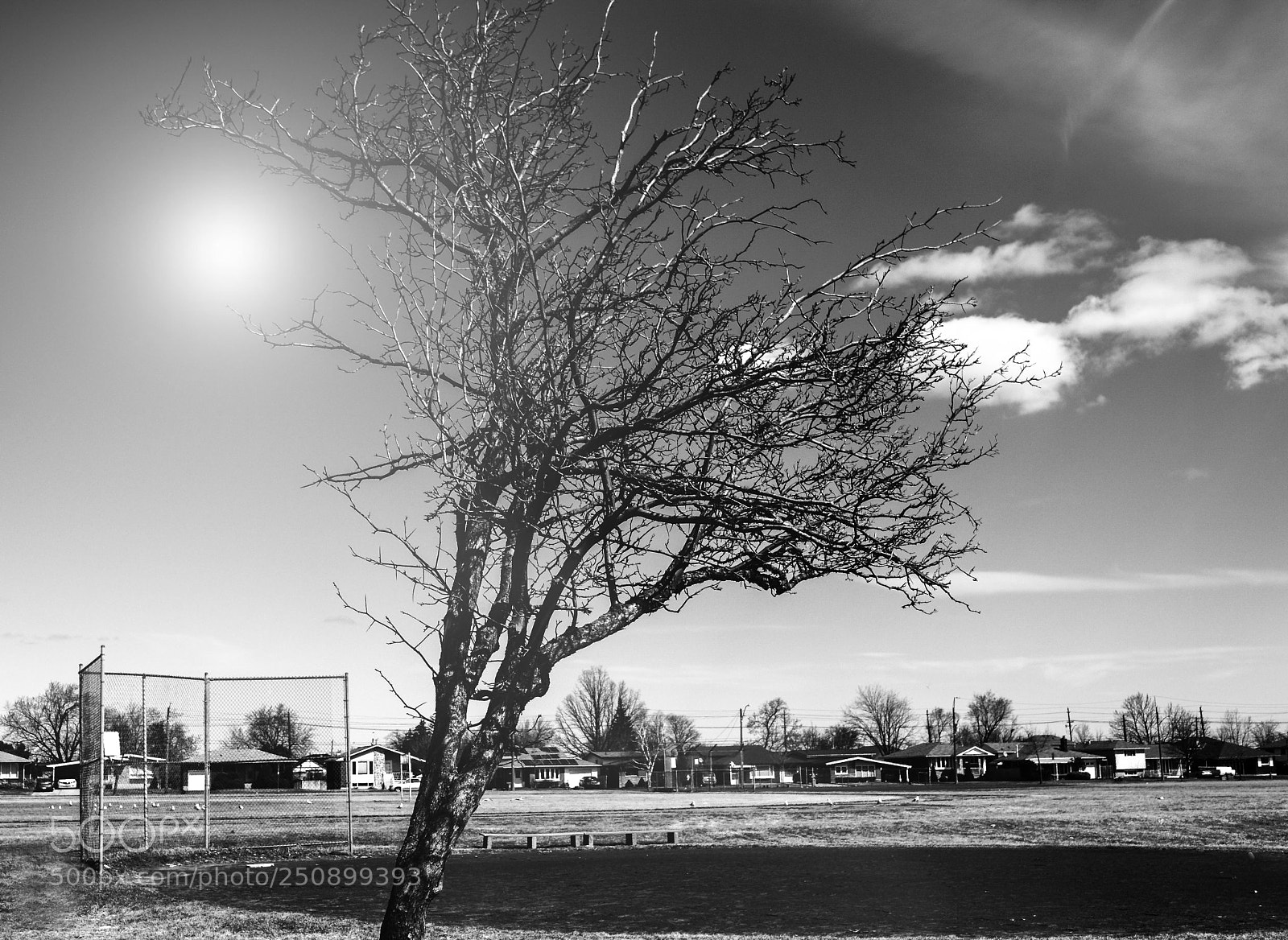 Nikon D3100 sample photo. Black and white tree photography