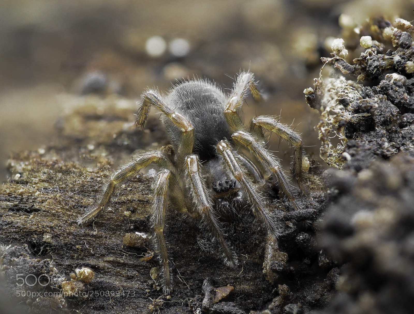 Olympus OM-D E-M1 Mark II sample photo. Spider photography