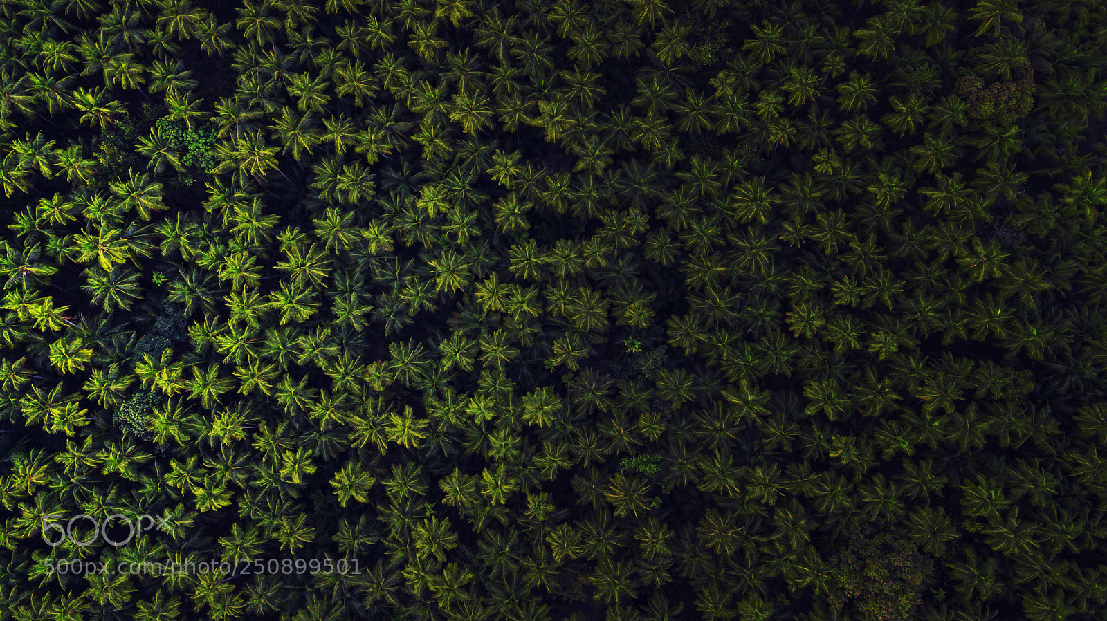 DJI FC220 sample photo. Weed? photography