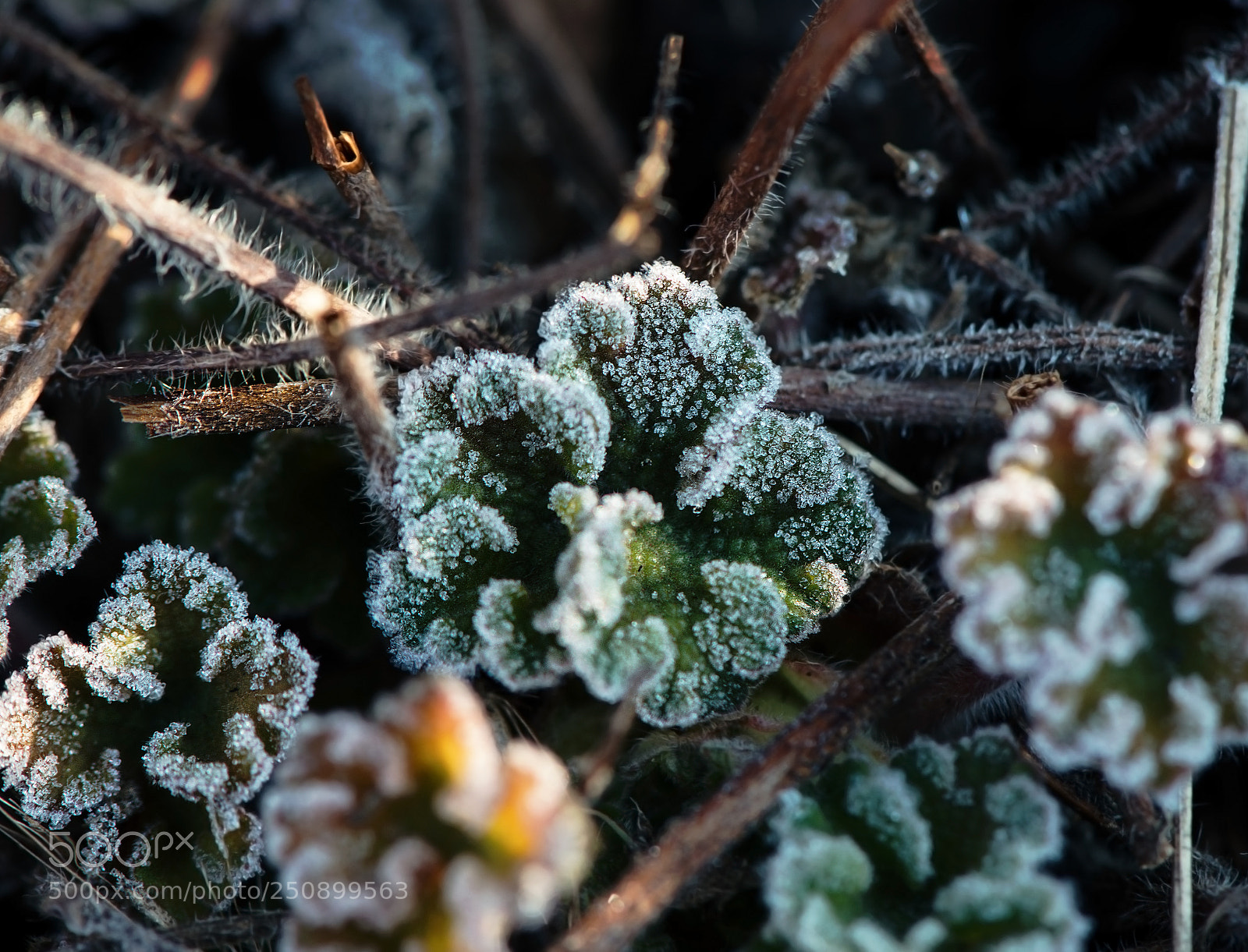 Nikon D800 sample photo. My heart is cold photography