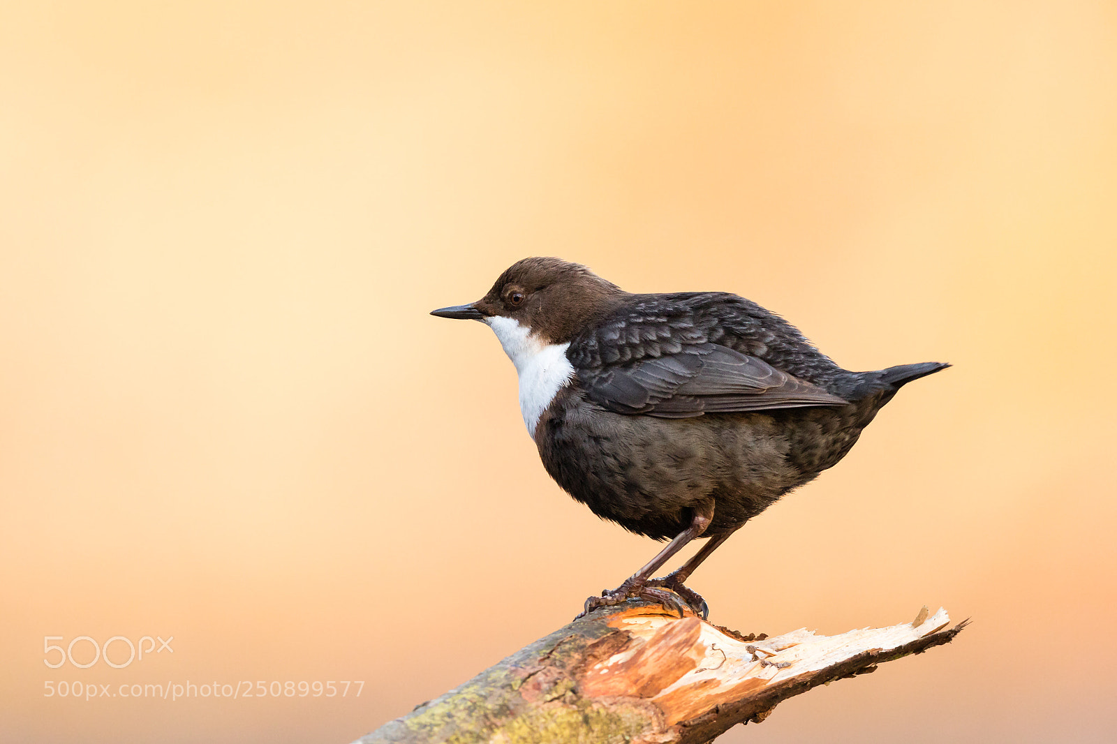 Canon EOS 5D Mark IV sample photo. Dipper in sunrise photography