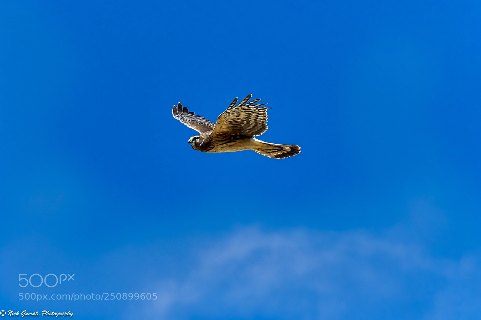 Canon EOS 7D Mark II sample photo. Northern harrier photography