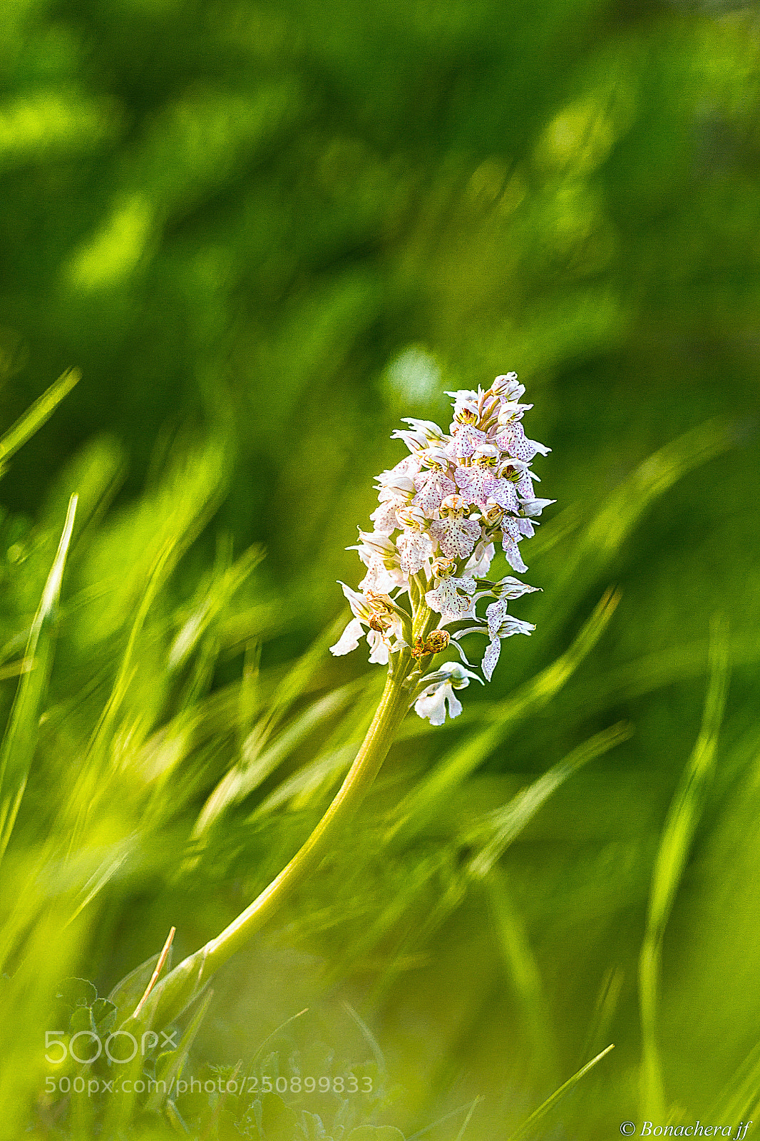 Canon EOS 7D sample photo. L'orchis br l neotinea photography