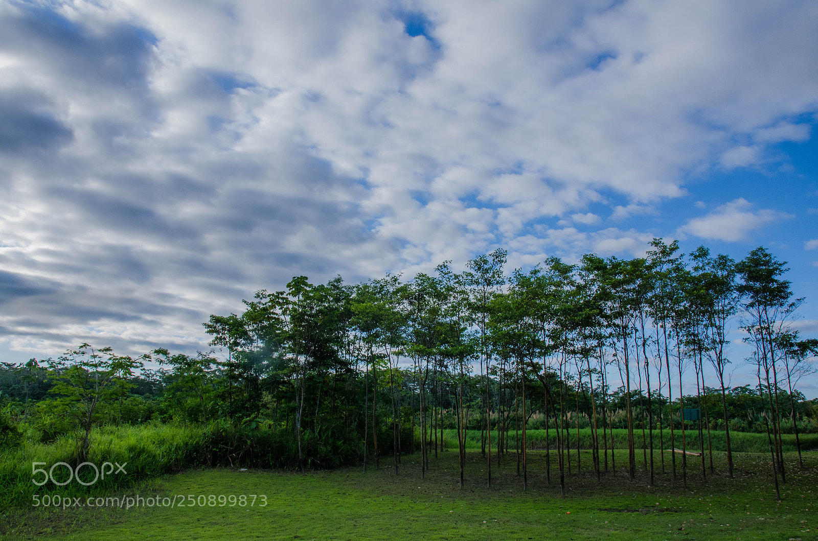 Nikon D7000 sample photo. Touch the sky photography