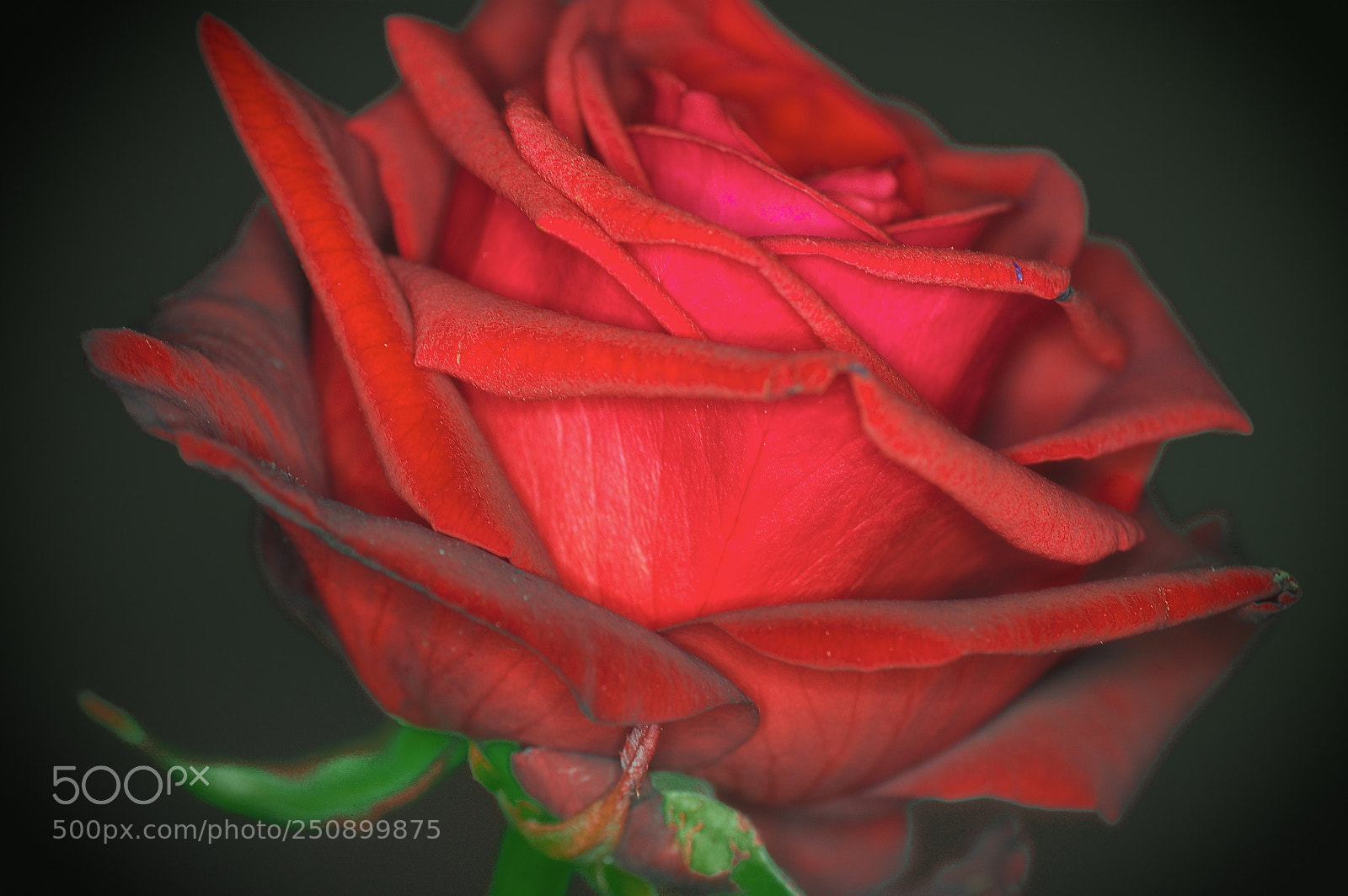 Nikon D90 sample photo. A rose is a photography