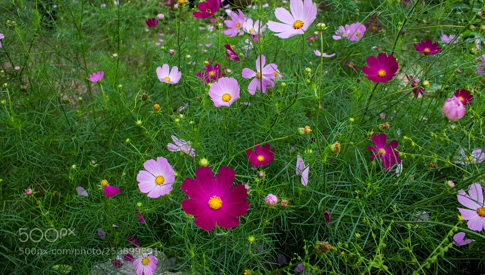 Canon EOS 600D (Rebel EOS T3i / EOS Kiss X5) sample photo. Las flores del jard photography