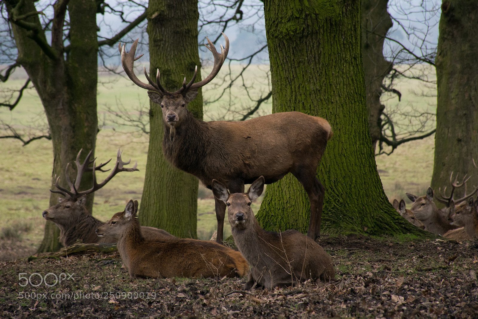 Nikon D5300 sample photo. Deer photography