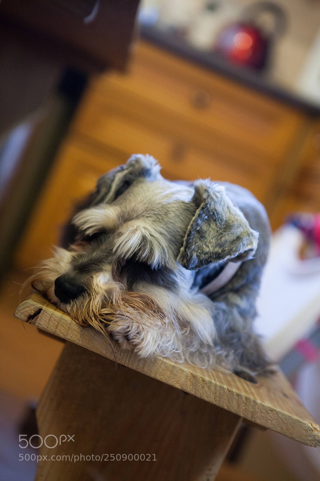 Canon EOS 5D Mark II sample photo. Miniature schnauzer photography