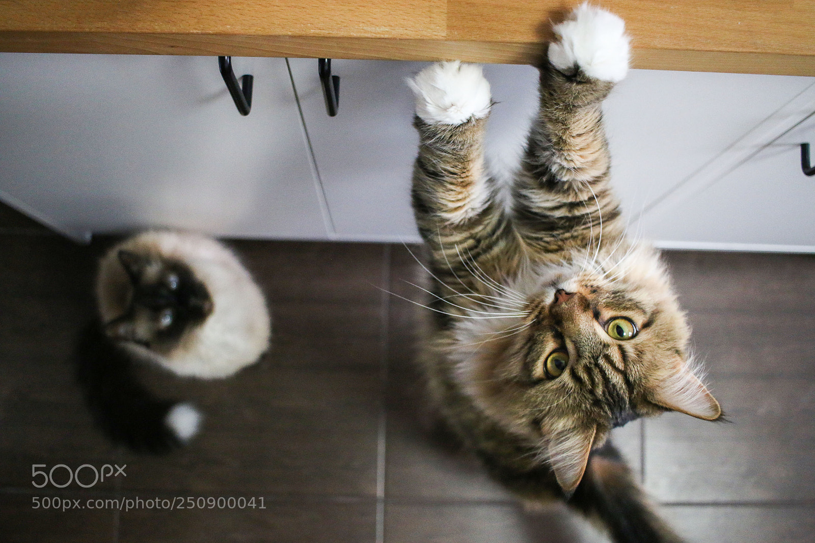 Canon EOS 70D sample photo. Feed me, i mean photography