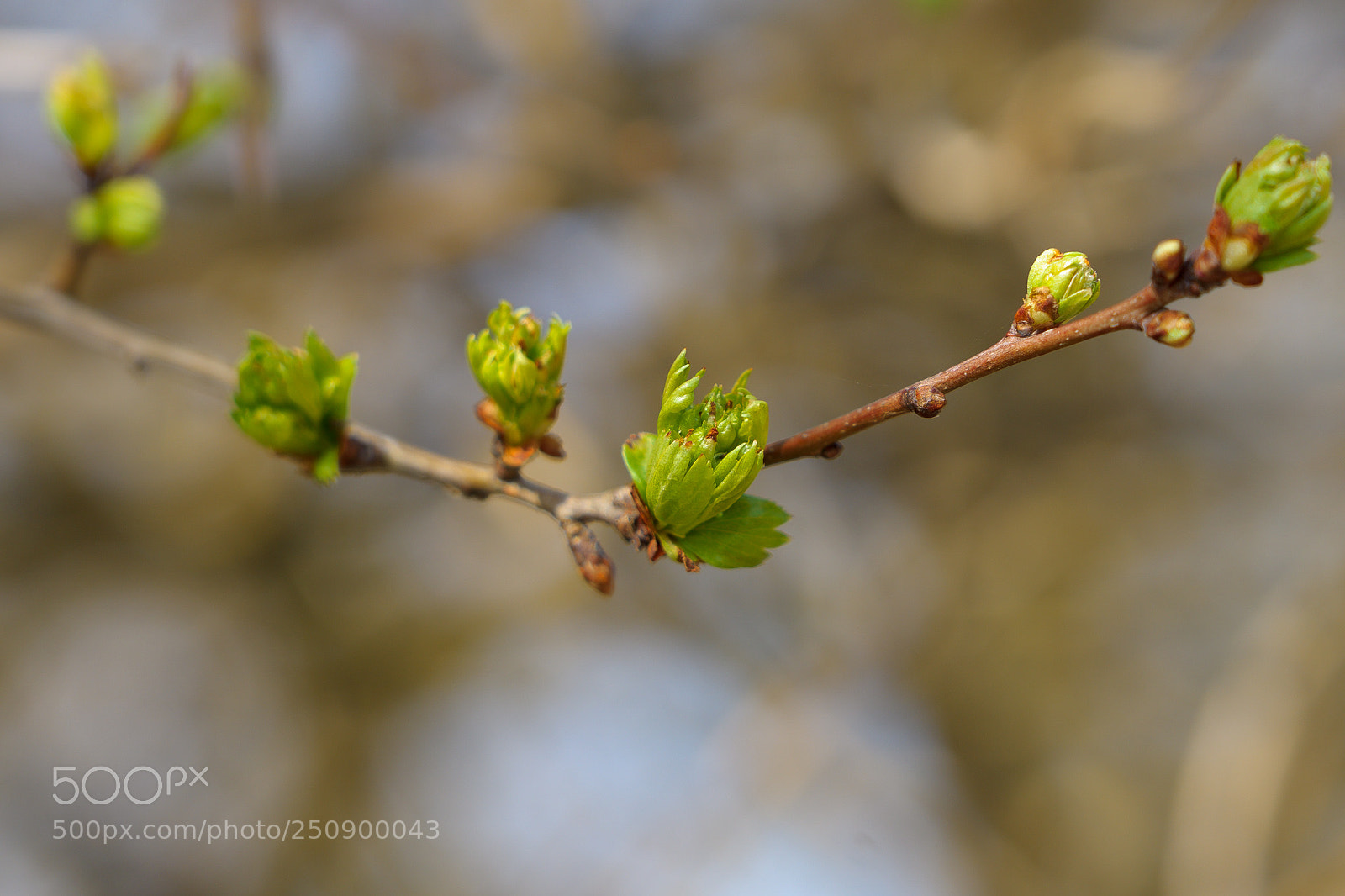 Sony a7 II sample photo. Spring! photography