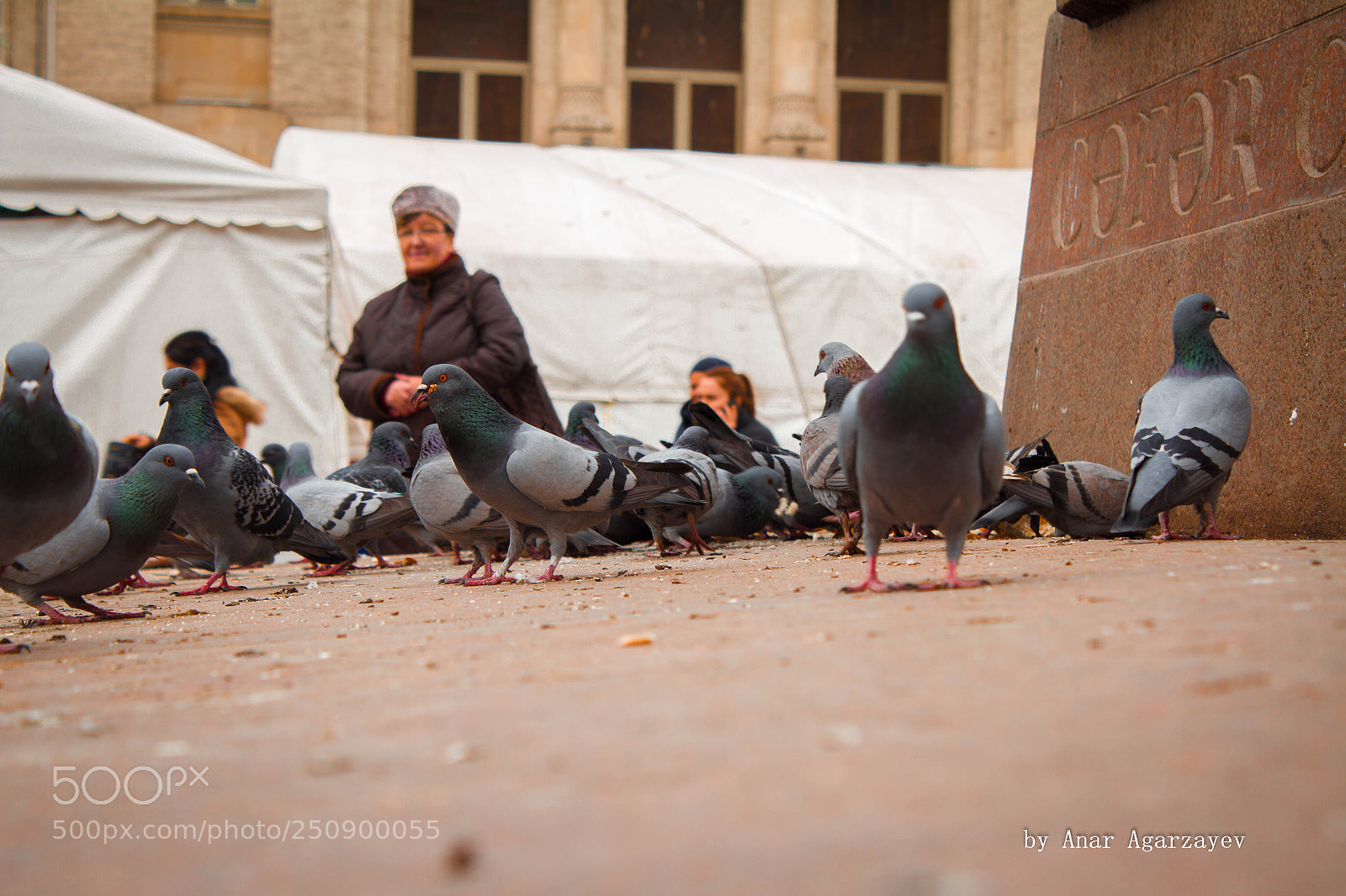 Canon EOS 7D sample photo. Animal photography