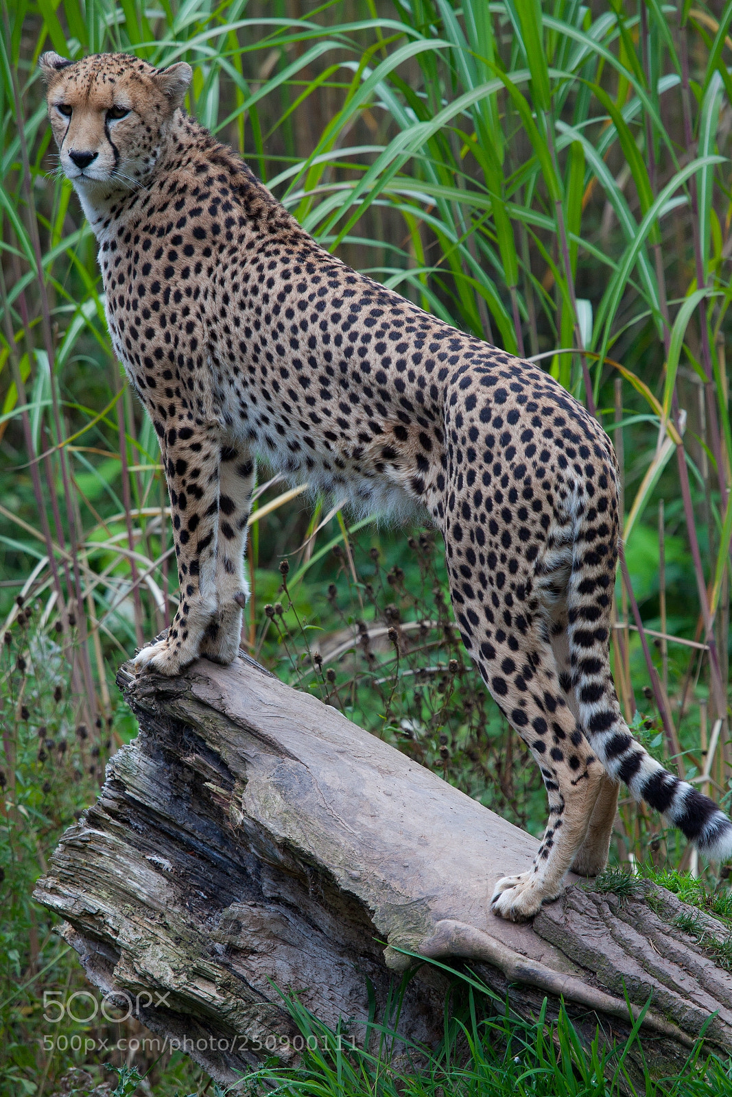 Canon EOS 5D Mark II sample photo. Cheetah photography