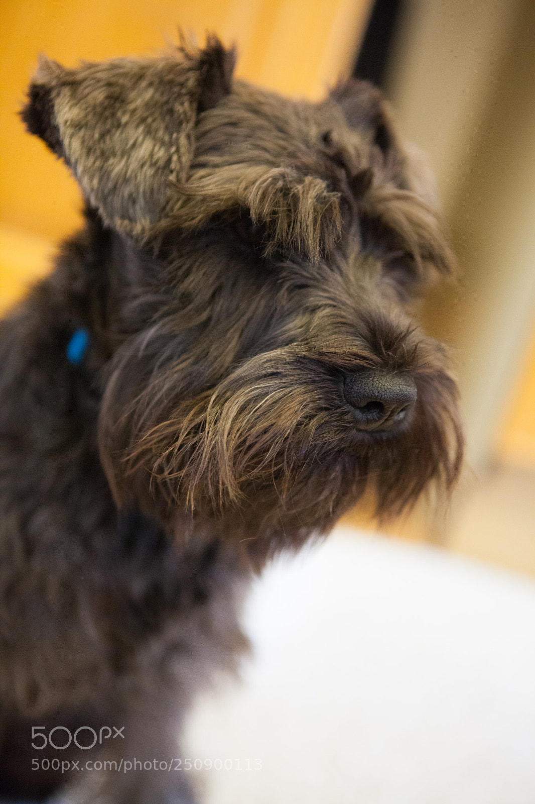 Canon EOS 5D Mark II sample photo. Miniature schnauzer photography
