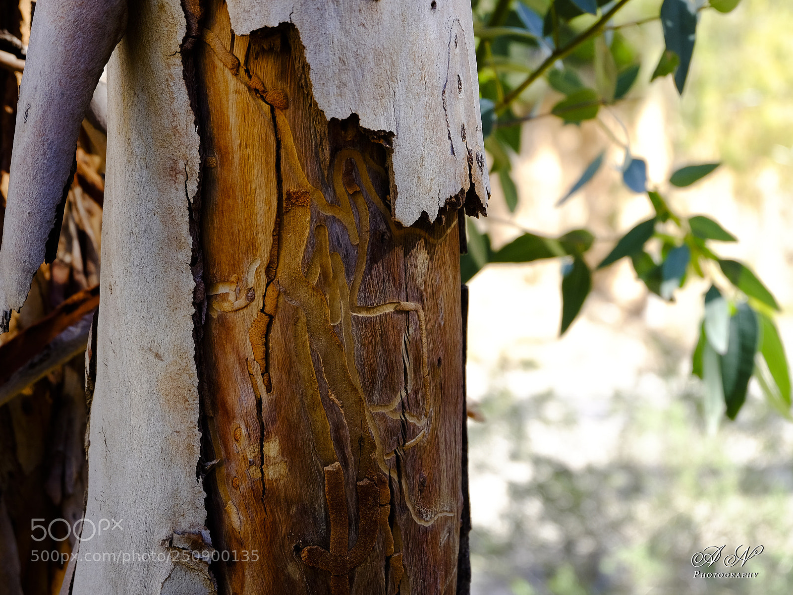 Fujifilm X-T10 sample photo. Tronco de eucalipto photography
