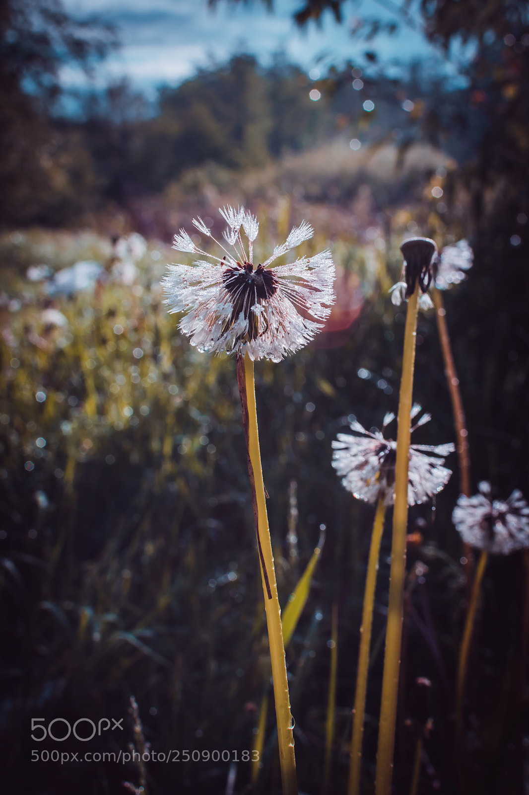 Nikon D7100 sample photo. Untitled photography