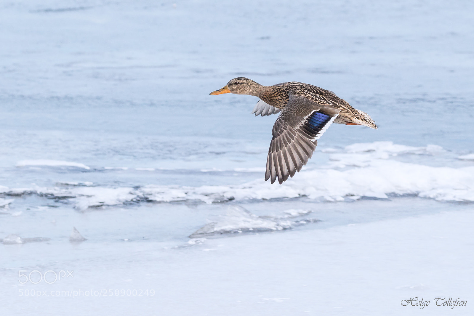 Canon EOS 7D Mark II sample photo. Mallard female photography
