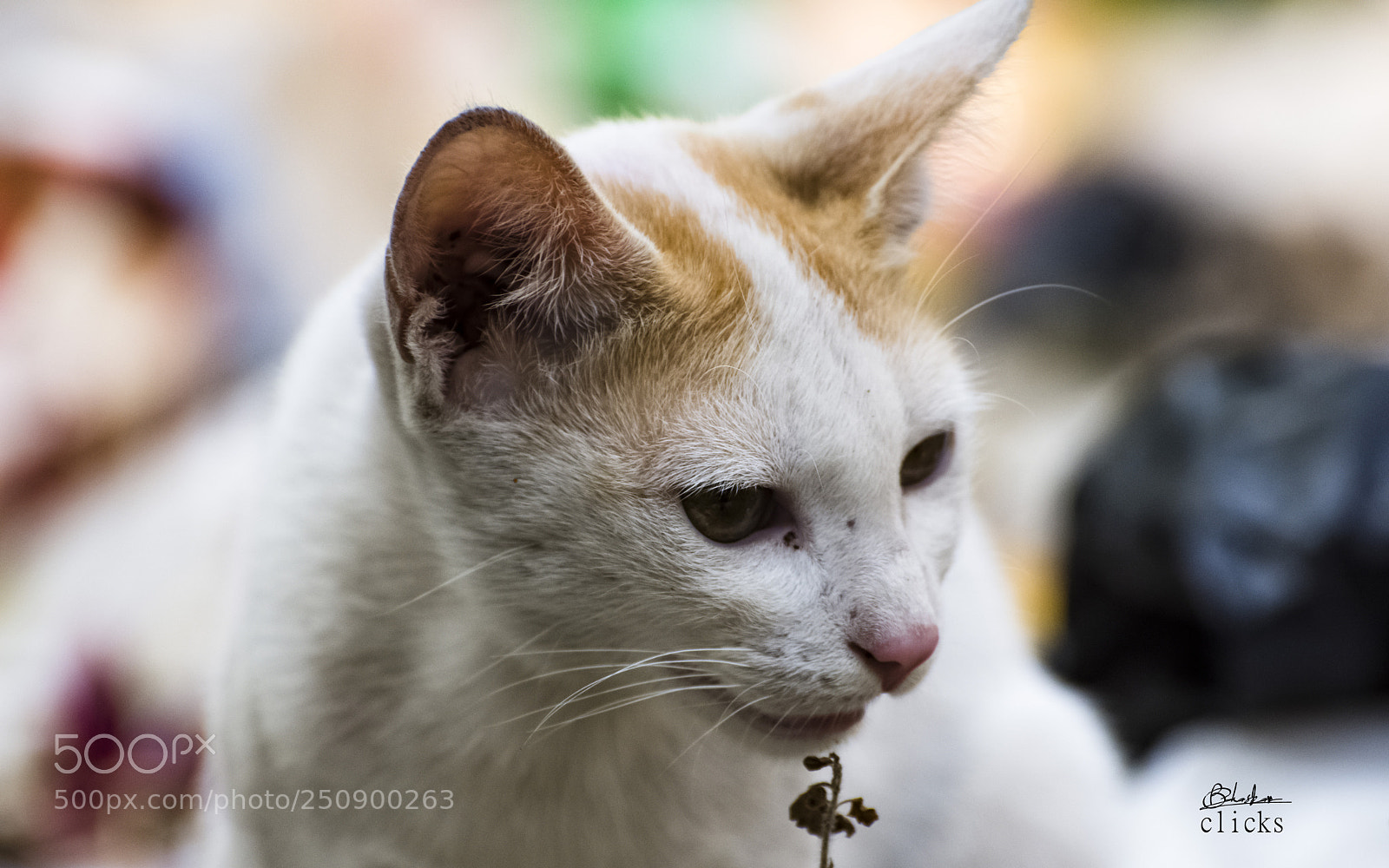 Nikon D7200 sample photo. Mr. white photography