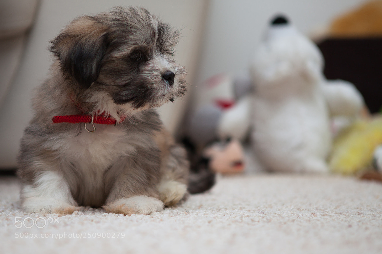 Canon EOS 5D Mark II sample photo. Dog photography