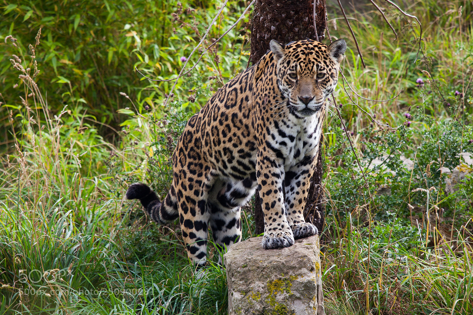 Canon EOS 5D Mark II sample photo. Leopard photography