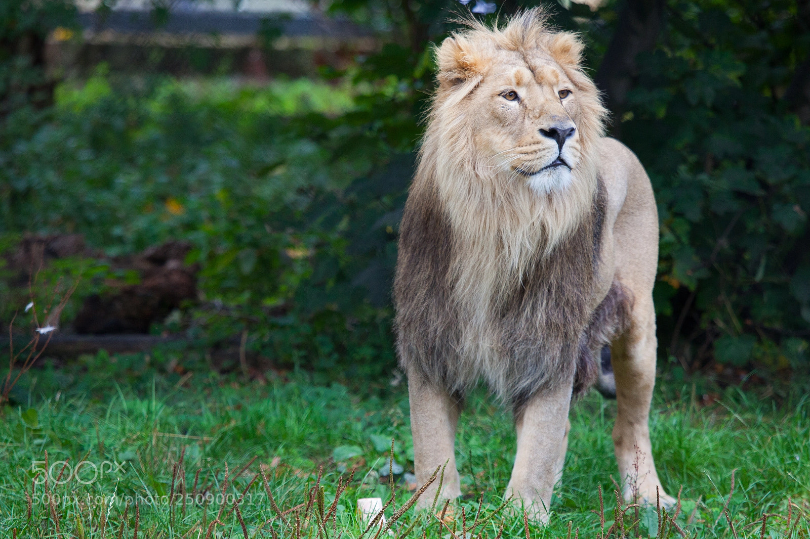 Canon EOS 5D Mark II sample photo. Lion photography