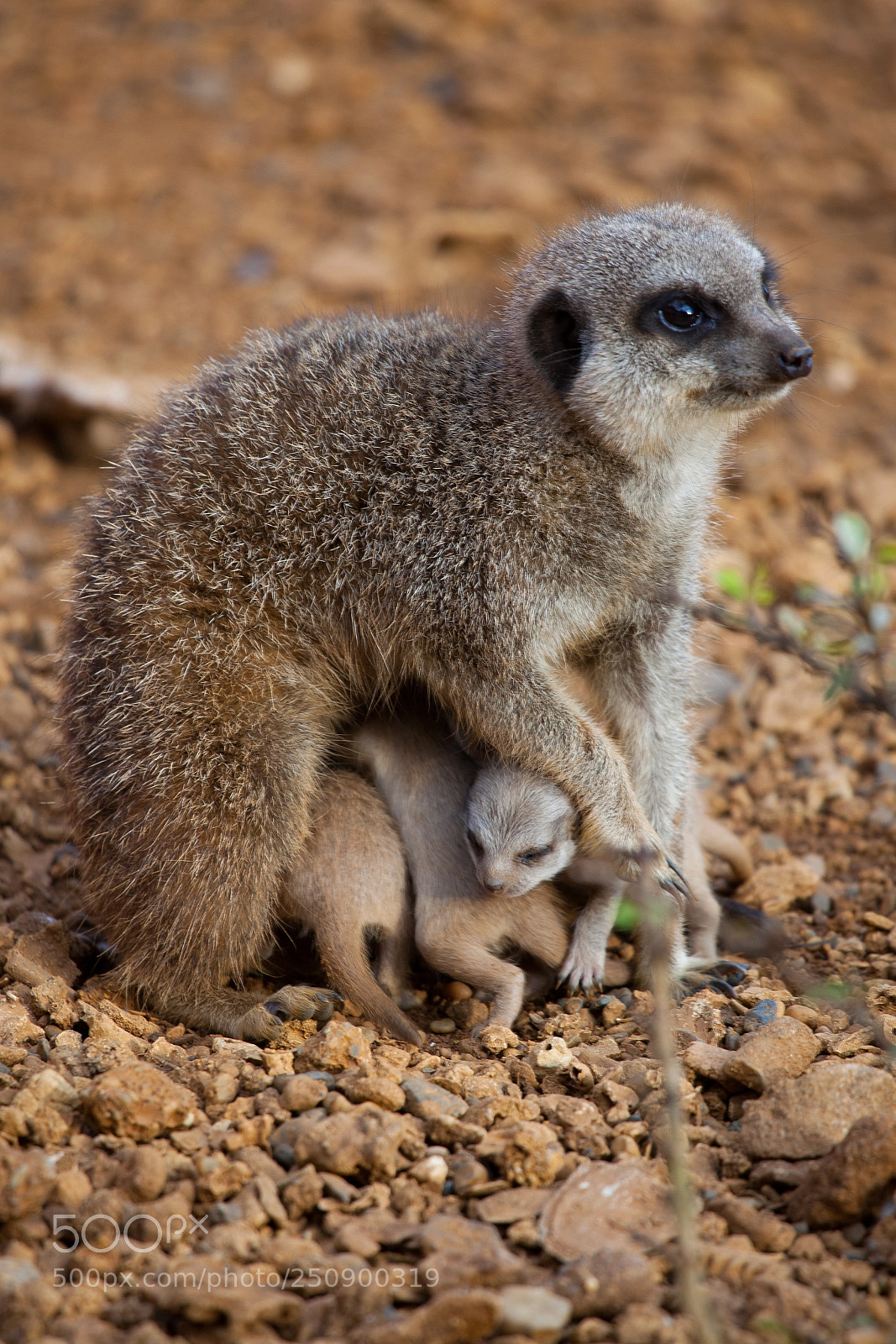 Canon EOS 5D Mark II sample photo. Meercat photography