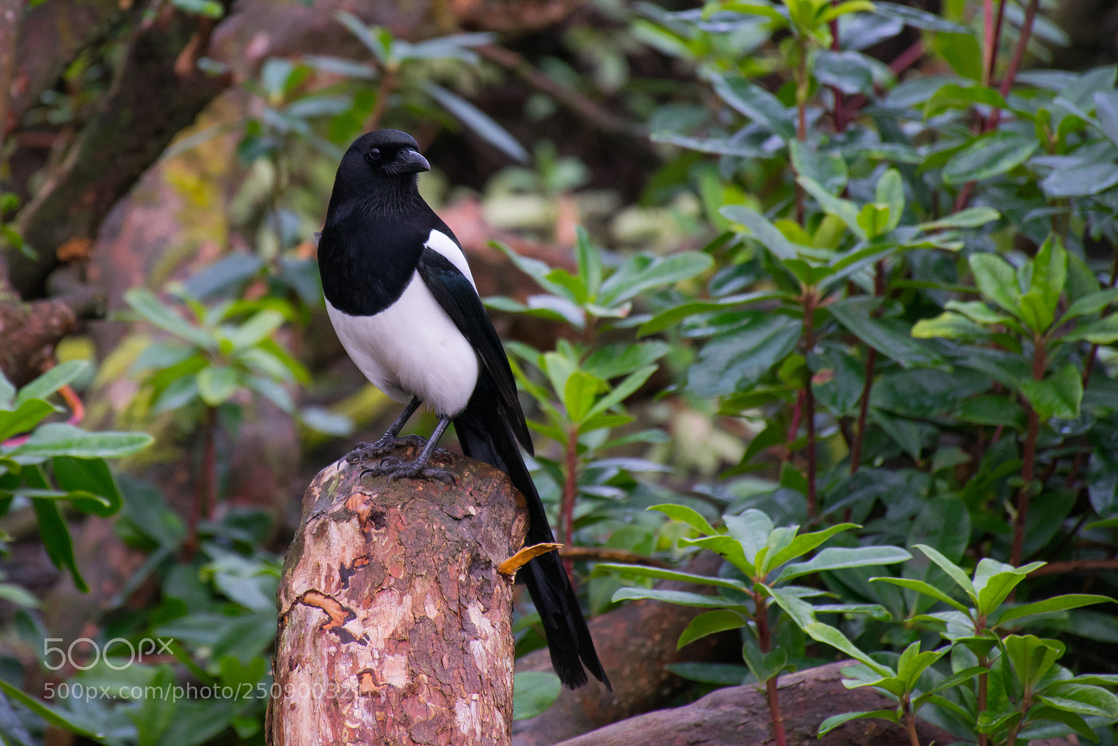 Nikon D5300 sample photo. Magpie photography