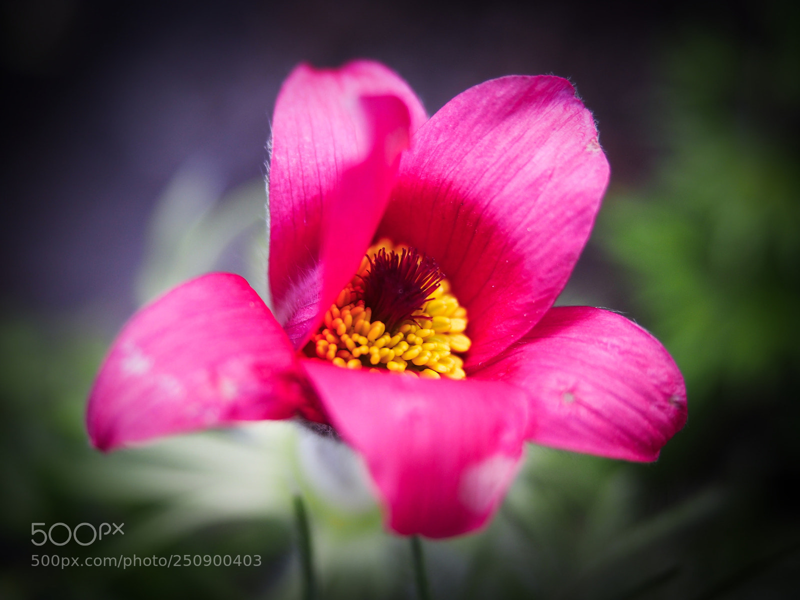 Olympus PEN E-PL5 sample photo. Anemone photography
