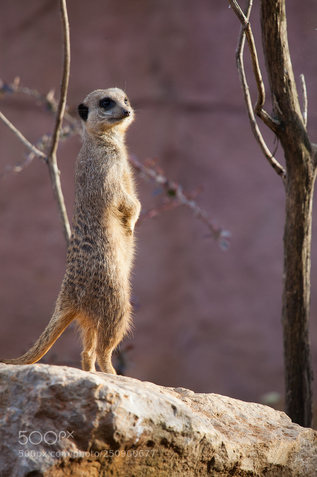 Canon EOS 5D Mark II sample photo. Meercat photography