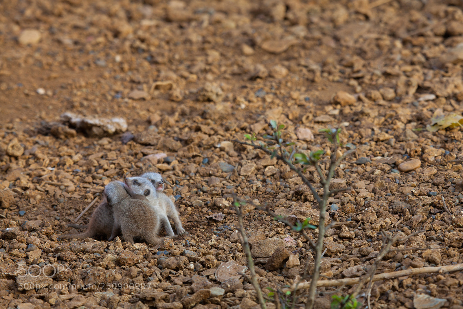 Canon EOS 5D Mark II sample photo. Meercat pups photography