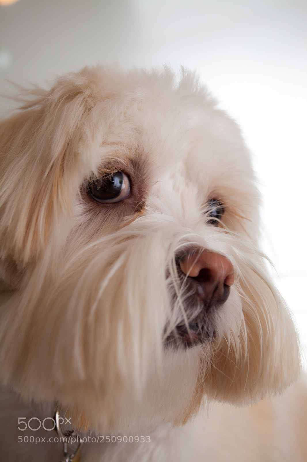 Canon EOS 5D Mark II sample photo. Dog portrait photography