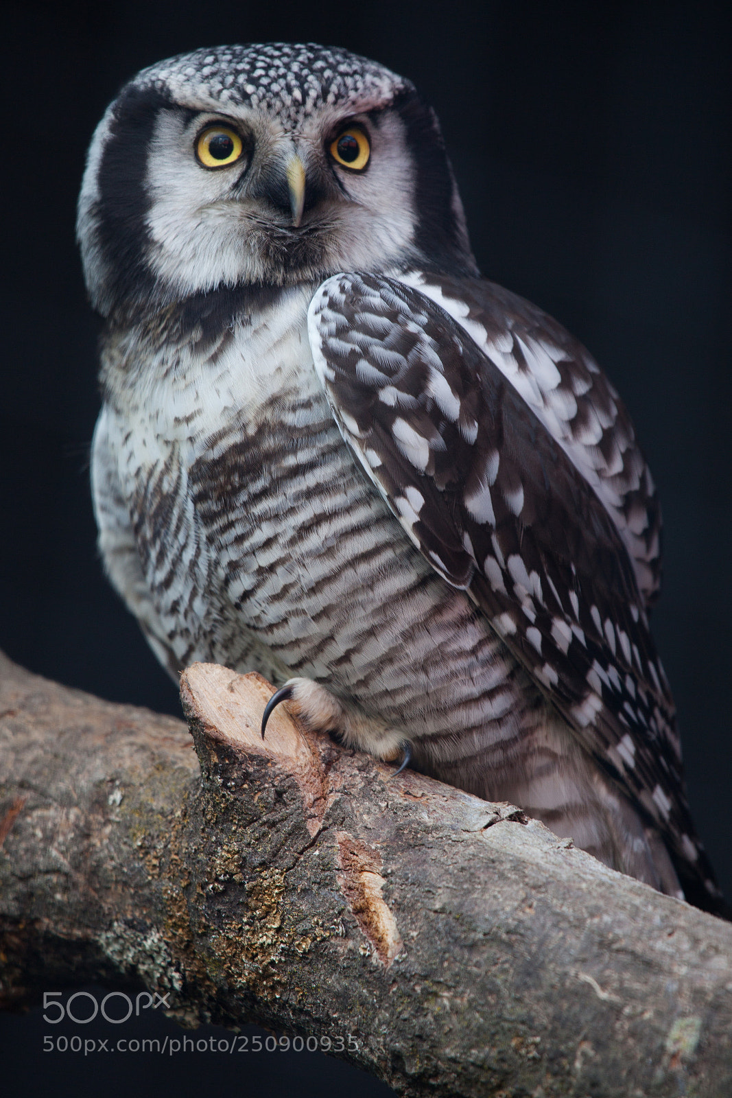 Canon EOS 5D Mark II sample photo. Owl photography