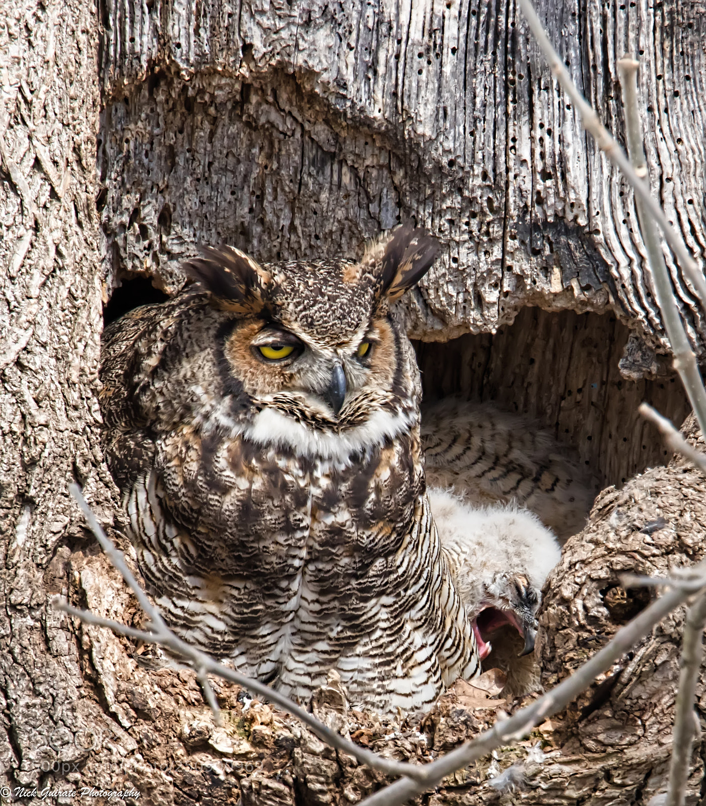 Canon EOS 7D Mark II sample photo. Mother owl and chick photography